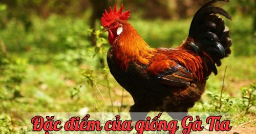 Gà Tía – Giới thiệu, đặc điểm nổi bật và cách nuôi hiệu quả