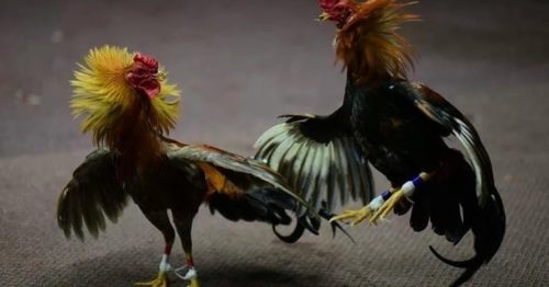 Đá gà Xoso66 – Khám phá danh mục chọi gà hấp dẫn nhất